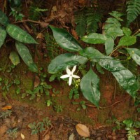 Pseuderanthemum latifolium (Vahl) B.Hansen